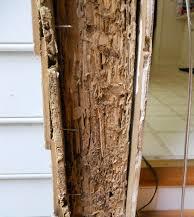 piece of wood infected by termites